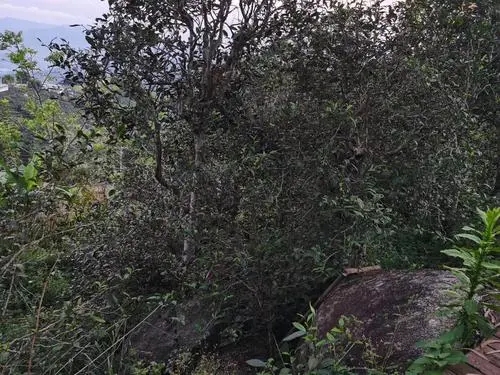 2021年那罕古樹(shù)秋茶價(jià)格是多少？