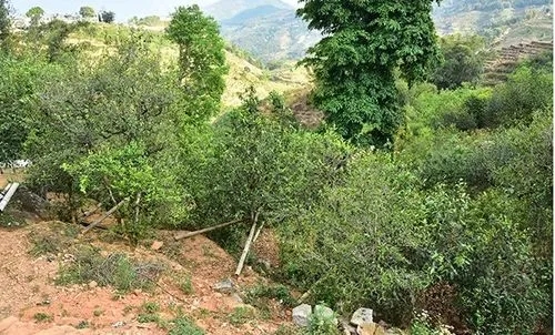 2021那罕古樹秋茶為何被稱為小昔歸？