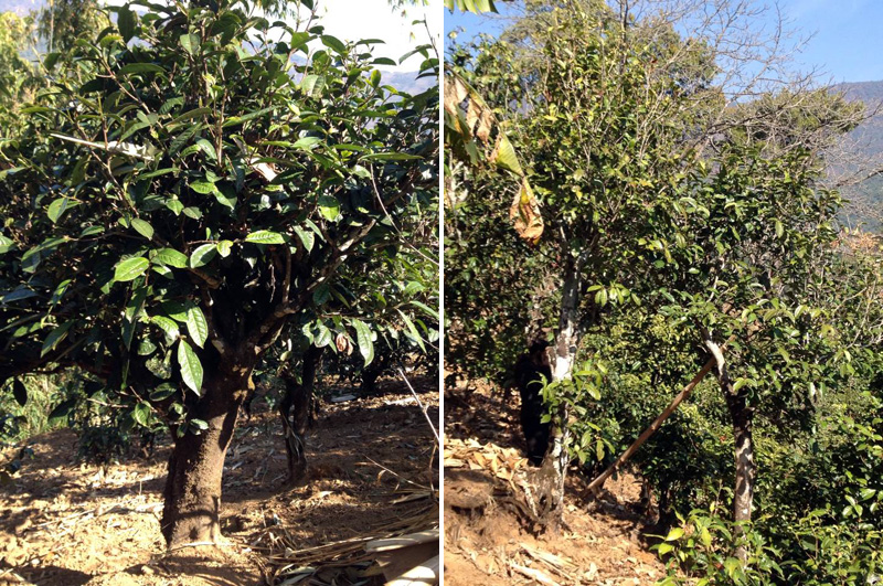 2021年忙肺古樹秋茶特點(diǎn)是什么？