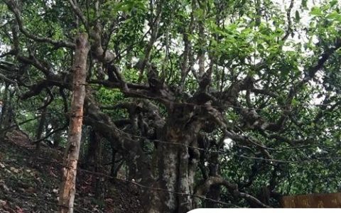 2021年忙肺古樹秋茶臨滄四大名茶之一！