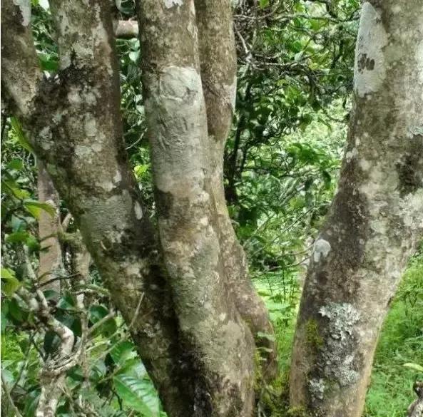 2021年忙肺古樹秋茶多少一公斤？