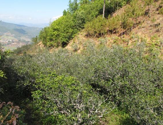 2021年梅子箐古樹秋茶特點(diǎn)是什么？