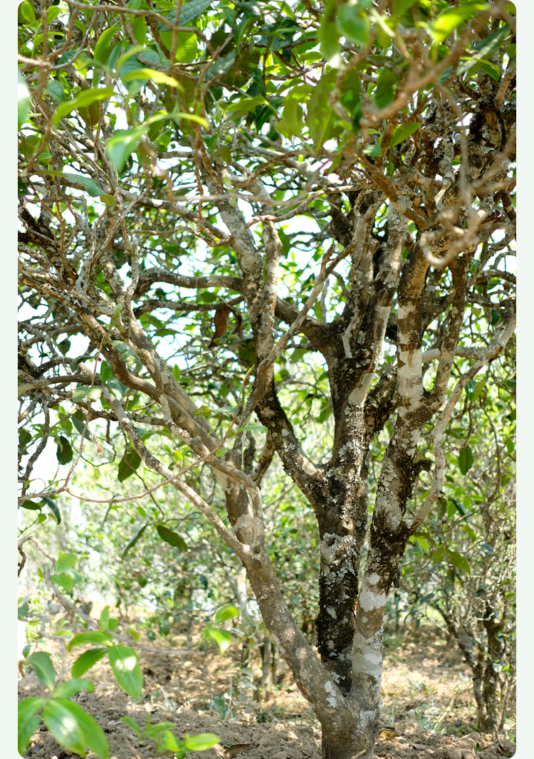 2021梅子箐古樹(shù)秋茶甜如冰島、香似昔歸:人間三月,怎么少得了梅子箐?