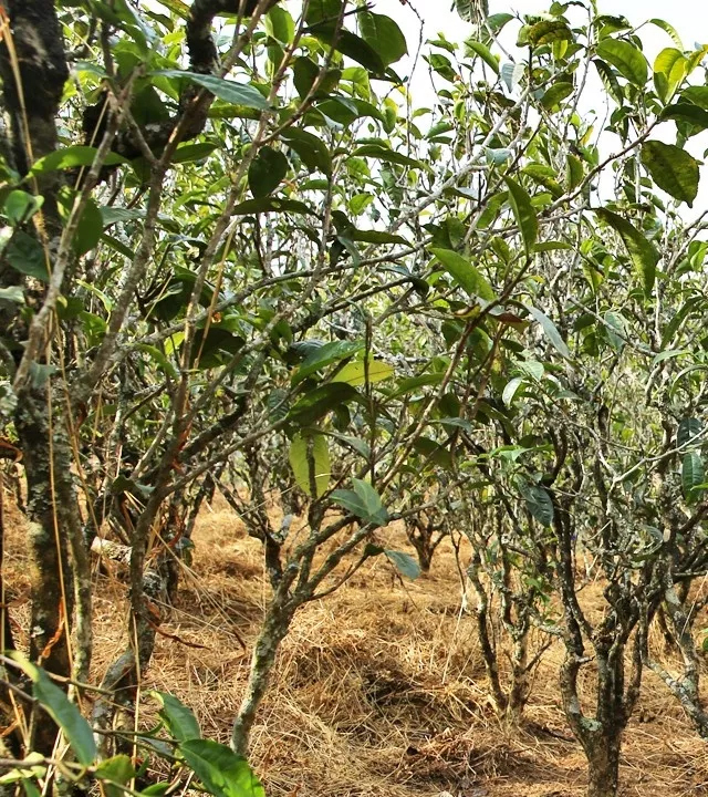 2021年巖子頭古樹(shù)秋茶口感是什么？