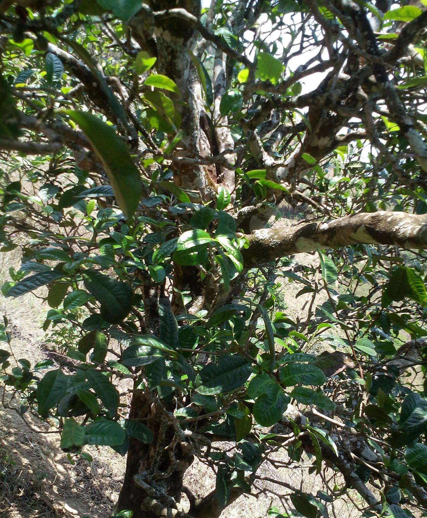 2021年巖子頭古樹秋茶特點？