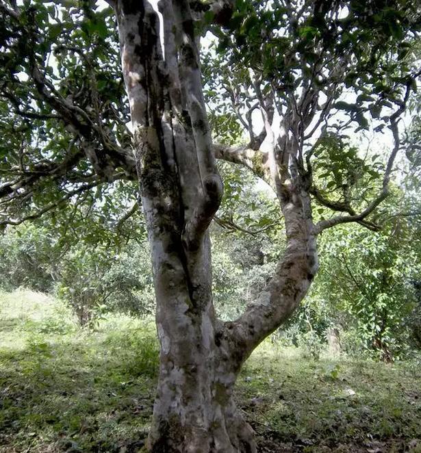 2021年巖子頭古樹秋茶，亂石出好茶！