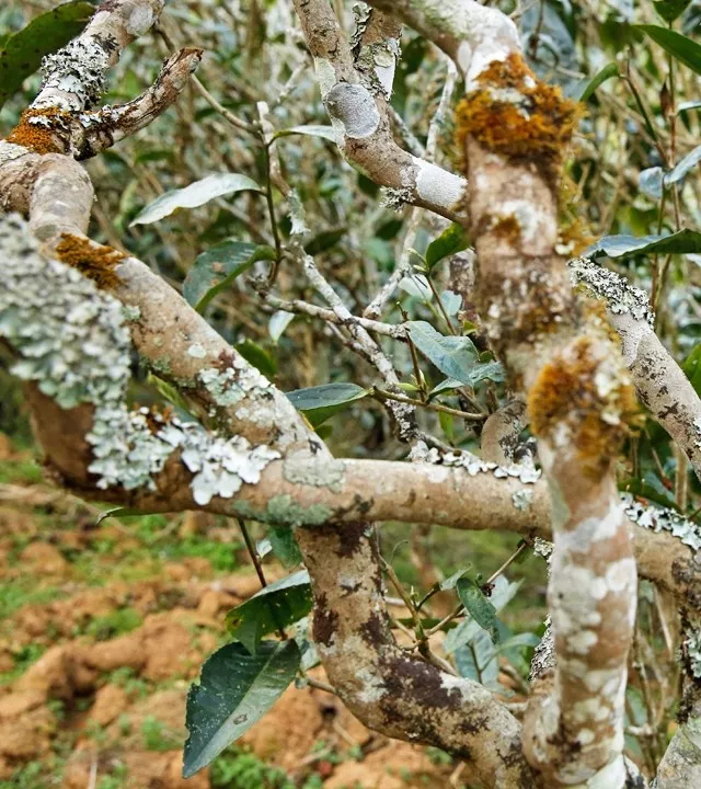 2021年巖子頭古樹(shù)秋茶多少錢(qián)一公斤？