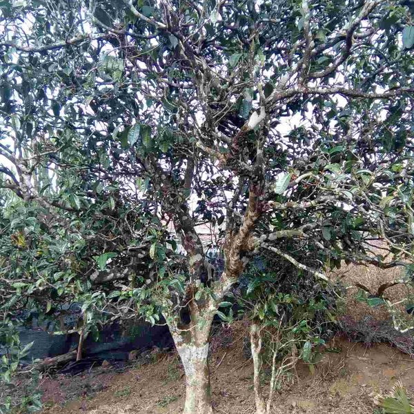 2021馬鞍山古樹秋茶口感？