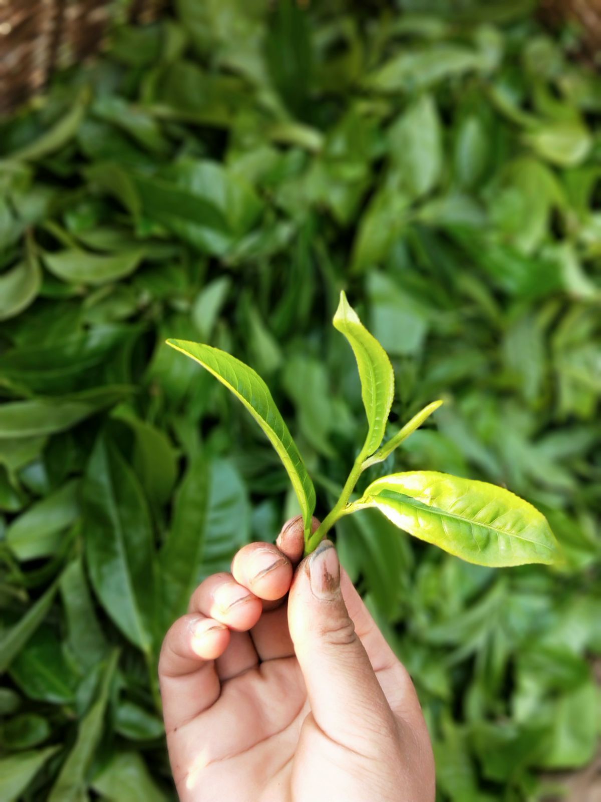 2021年馬鞍山古樹(shù)秋茶特點(diǎn)是什么？