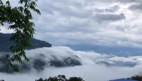 2021年白鶯山古樹秋茶多少錢一公斤？