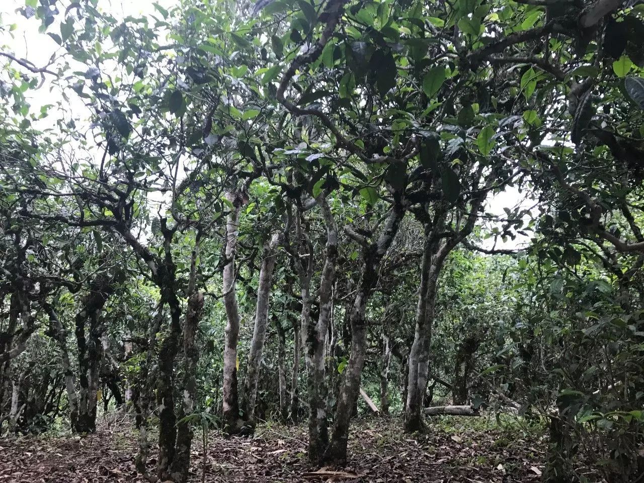 2021年老班章古樹(shù)秋茶口感是什么？