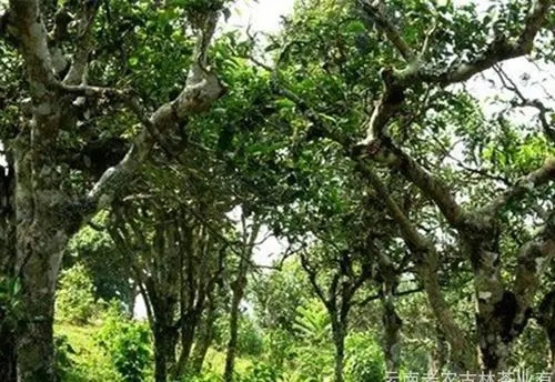 2021年新班章古樹秋茶特點？
