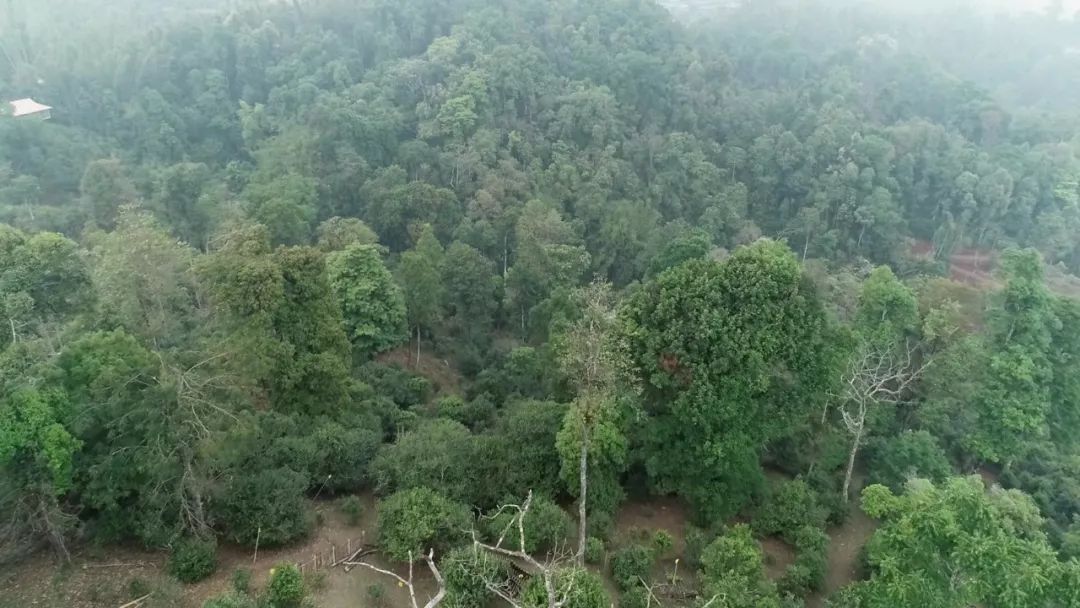 2021年新班章古樹秋茶口感是什么？