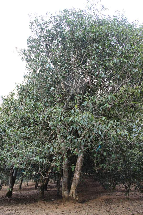 2021年新班章古樹秋茶品鑒！