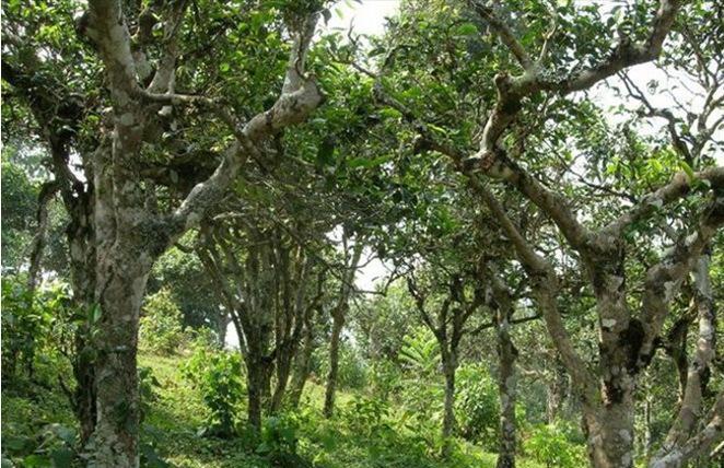 2021年新班章古樹秋茶多少錢一公斤？