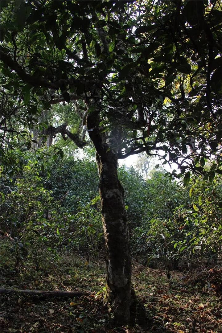 2021年老曼峨古樹秋茶口感是什么？