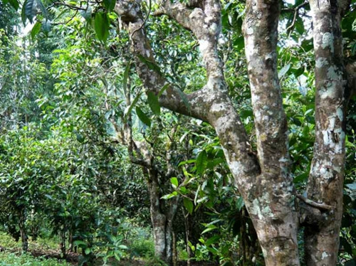 2021老曼峨古樹(shù)秋茶多少錢(qián)一公斤？