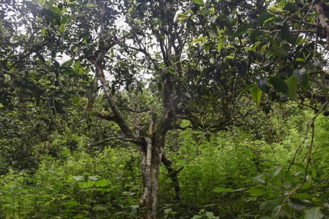 2021年班章茶區(qū)壩卡囡古樹秋茶口感？