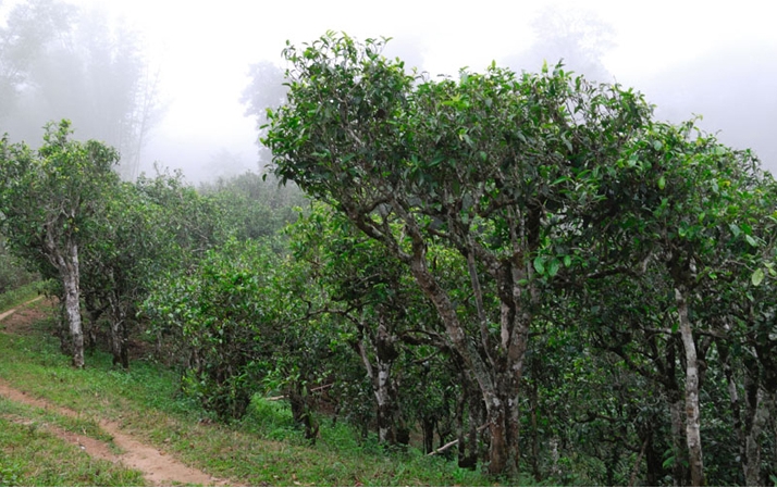 2021年班章茶區(qū)壩卡囡秋茶布朗茶系中的甜茶類！