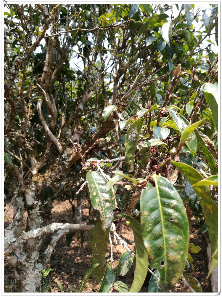 2021年布朗山班盆古樹秋茶多少錢一公斤？