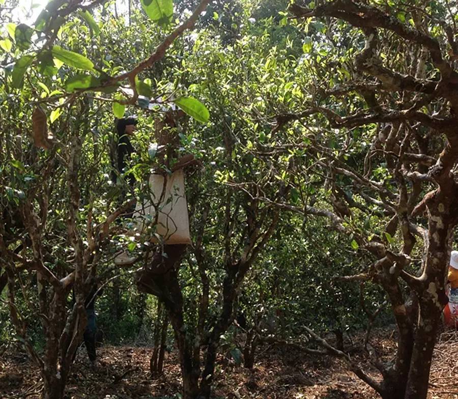 2021年布朗山班盆古樹秋茶品鑒！