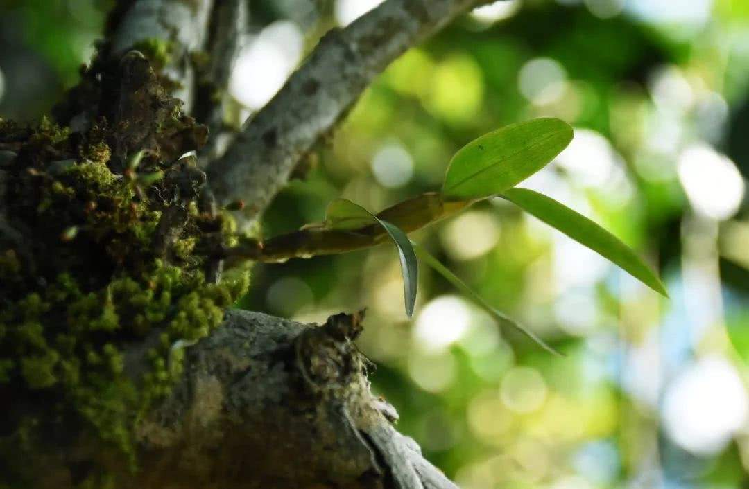 2021年賀開古樹秋茶多少錢一公斤？