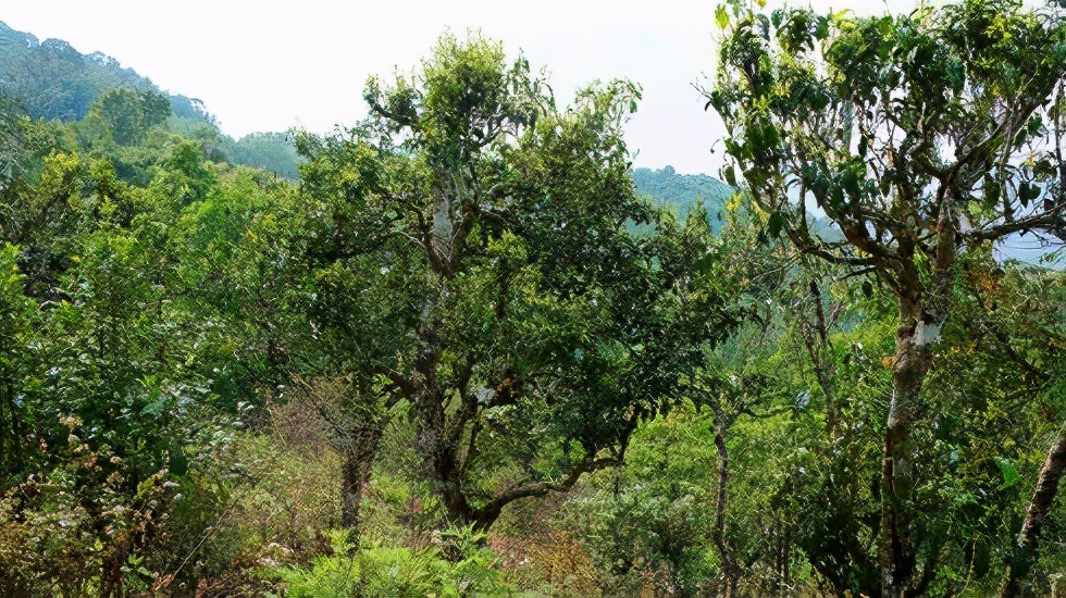 2021賀開古樹秋茶價格是多少？