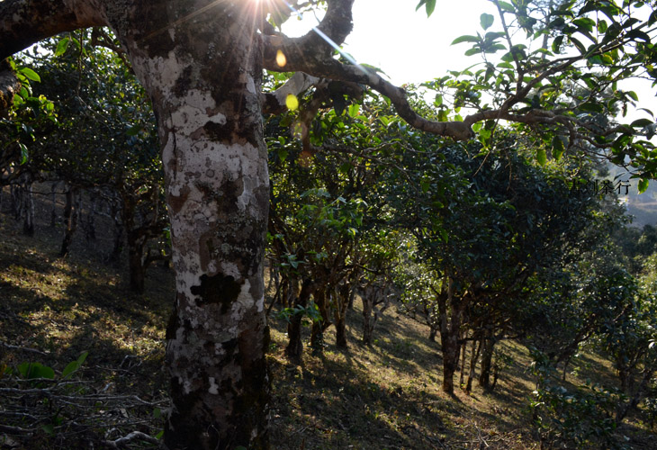 2021年班盆古樹秋茶特點？