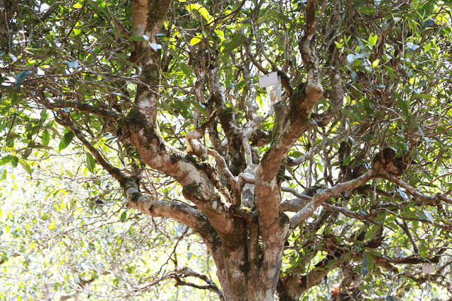 2021年班盆古樹秋茶口感？