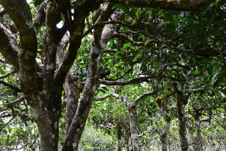 2021年老班章“鄰居”，班盆古樹秋茶茶來了！