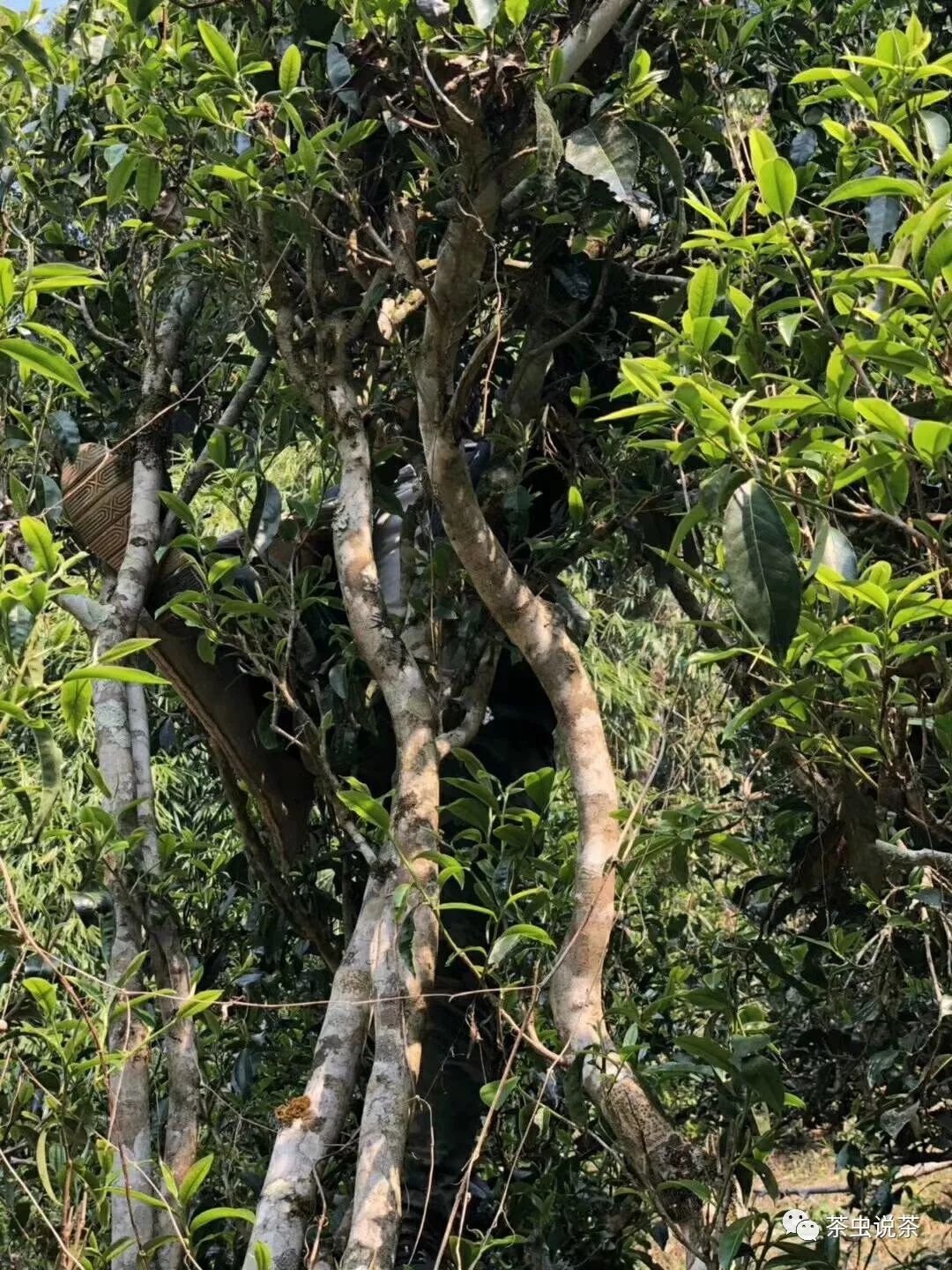 2021年廣別老寨古樹秋茶價格？