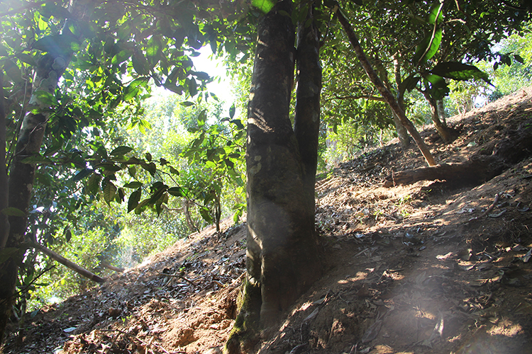 2021年廣別老寨古樹秋茶為何被稱為妖茶？