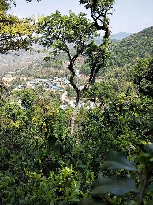 2021年勐宋那卡古樹秋茶價格？