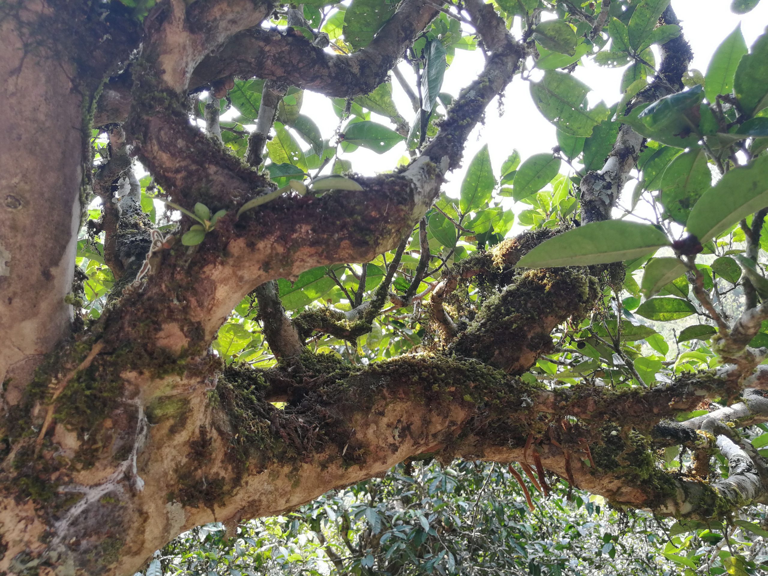 2021年勐宋那卡古樹秋茶多少錢一公斤？