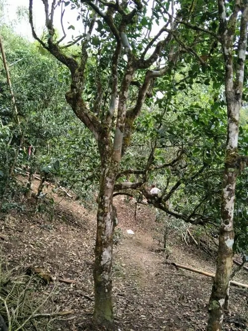 2021年巴達(dá)山章朗古樹秋茶價格？