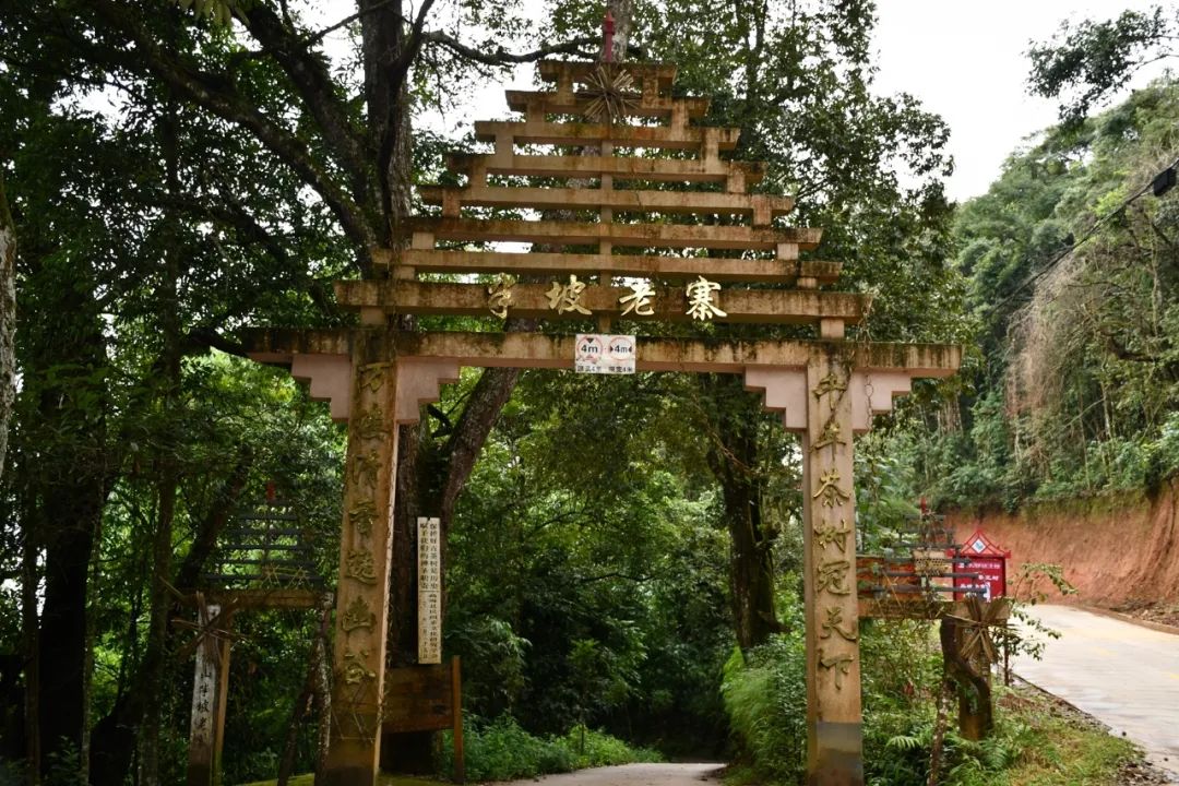 2021年南糯山半坡老寨古樹秋茶特點？