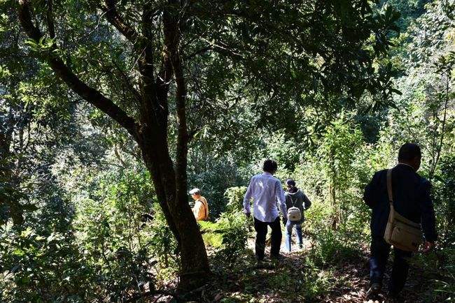 2021年南糯山拔瑪老寨古樹秋茶特點(diǎn)是什么？