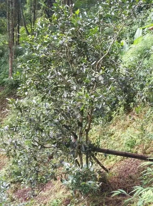 2022年須立貢茶古茶山詳解！