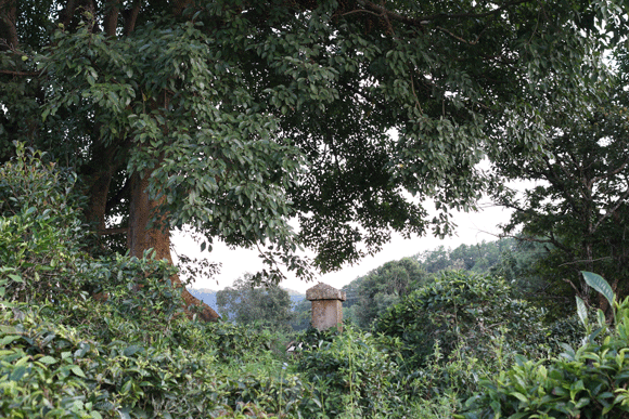 2022年迷帝古樹(shù)春茶口感是什么？