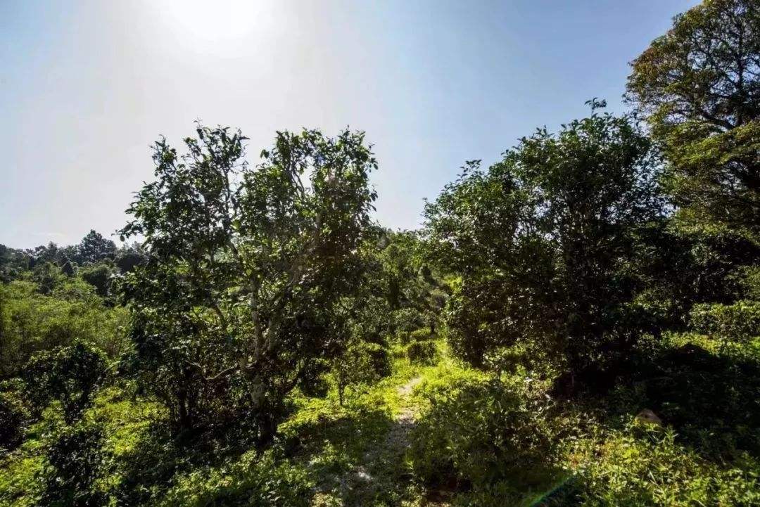 2022年迷帝古樹(shù)春茶多少錢(qián)一公斤？