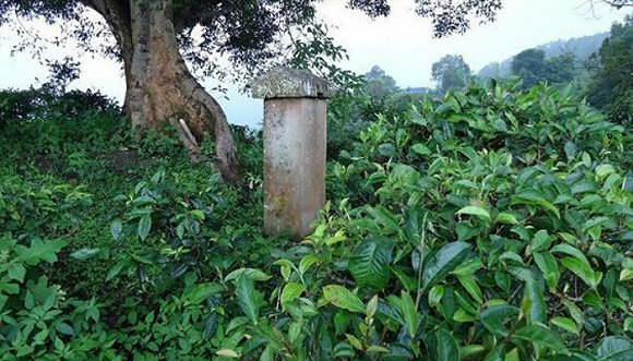 2022年迷帝古樹春茶價(jià)格？