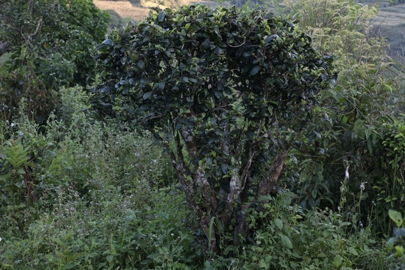 2022年迷帝古樹(shù)春茶，這里的茶 皇帝都著迷