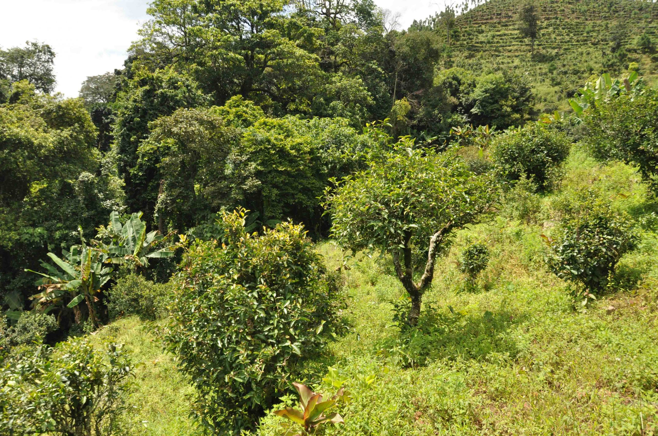 2022年墨江鳳凰窩古樹春茶特點(diǎn)是什么？