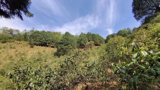 2022年墨江鳳凰窩古樹春茶口感是什么？