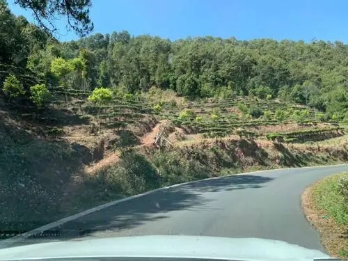 2022年墨江鳳凰窩古樹(shù)春茶價(jià)格？