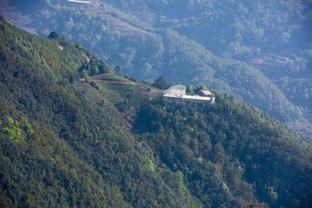 2022年墨江鳳凰窩古樹(shù)春茶品鑒實(shí)錄!