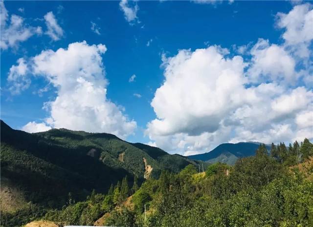 2022年景谷黃草壩古樹春茶多少錢一公斤？