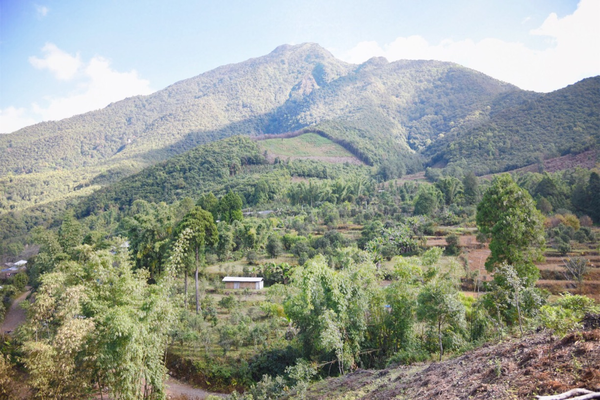 2022年景谷黃草壩古樹春茶價(jià)格？