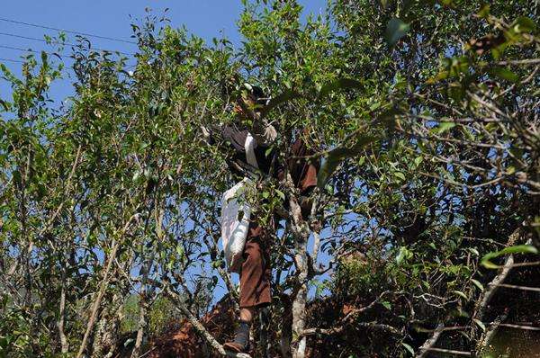 2022年景谷黃草壩古樹(shù)春茶品鑒實(shí)錄！