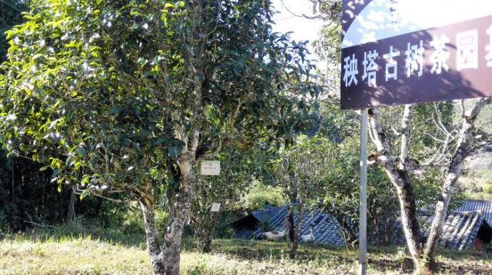 2022年景谷秧塔古樹(shù)春茶詳情介紹！